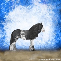 Horse Color:Black Sabino Rabicano 