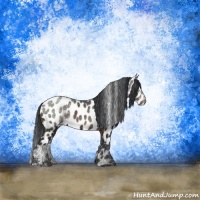 Horse Color:Brown Sabino Appaloosa Rabicano 