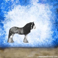 Horse Color:Black Ice Sabino Rabicano 