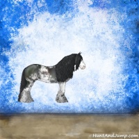 Horse Color:Black Sabino Rabicano 
