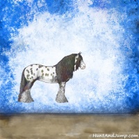 Horse Color:Nacre Black Sabino Appaloosa Rabicano