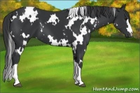 Horse Color:White Spotted Black 