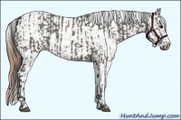 Horse Color:Grullo and Red Dun Appaloosa