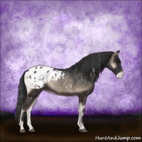 Horse Color:Blue Onyx Sabino Appaloosa Rabicano 