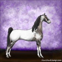 Horse Color:Blue Onyx Ice Appaloosa Rabicano 