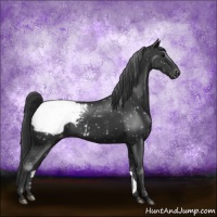 Horse Color:Black Sabino Appaloosa Rabicano 