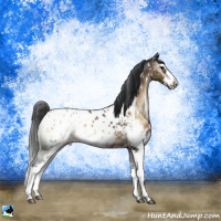 Horse Color:Brown Onyx Sabino Appaloosa 