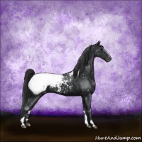 Horse Color:Black Sabino Appaloosa 