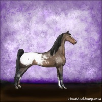 Horse Color:Brown Dun Sabino Snowflake VarnishRabicano 