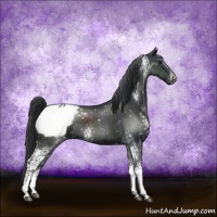 Horse Color:White Spotted Black Appaloosa 