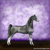 Horse Color:Black Sabino Appaloosa Rabicano
