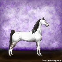 Horse Color:Liver Red Onyx Appaloosa