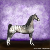 Horse Color:White Spotted Blue Onyx Appaloosa Rabicano