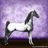 Horse Color:White Spotted Black Mushroom Appaloosa