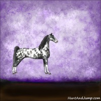 Horse Color:Black Sabino Appaloosa Rabicano