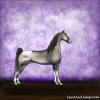 Horse Color:Blue Onyx Appaloosa Rabicano 