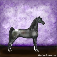 Horse Color:Black Appaloosa Rabicano 