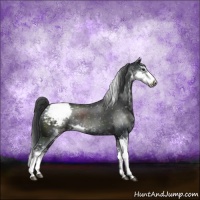 Horse Color:Black Sabino Appaloosa Rabicano 