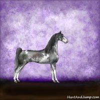 Horse Color:Black Sabino Appaloosa Rabicano