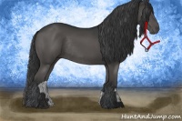 Horse Color:Black Rabicano 