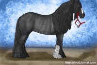 Horse Color:Black Rabicano