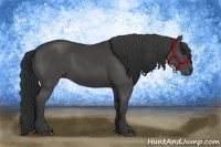 Horse Color:Black Rabicano 
