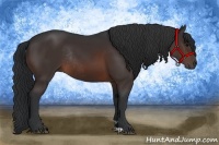 Horse Color:Brown Rabicano
