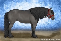 Horse Color:Black Rabicano 