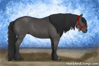 Horse Color:Black Rabicano