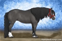Horse Color:Black Sabino Rabicano