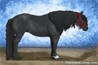 Horse Color:Black Rabicano 