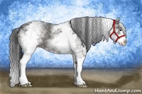 Horse Color:White Spotted Black Splash Rabicano
