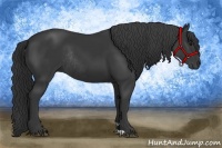 Horse Color:Black Rabicano 