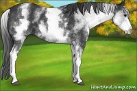 Horse Color:White Spotted Black
