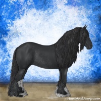 Horse Color:Black Rabicano 