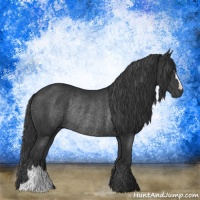 Horse Color:Black Rabicano 