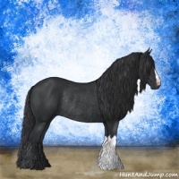 Horse Color:Black Rabicano 