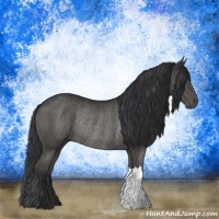 Horse Color:Black Rabicano 