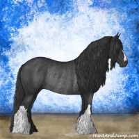 Horse Color:Black Rabicano 