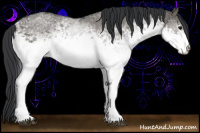 Horse Color:White Spotted Grullo Sabino