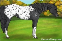 Horse Color:Blue Roan Tobiano Appaloosa 