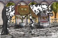 Horse Color:Black Appaloosa