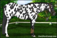 Horse Color:Black Near Leopard 
