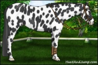 Horse Color:Black Appaloosa 