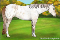 Horse Color:White Spotted Red Dun Ice Appaloosa 