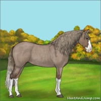 Horse Color:Liver Red Dun Roan Splash 