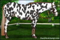 Horse Color:Liver Chestnut Leopard 