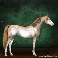 Horse Color:Red Roan Pearl Sabino Frame