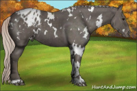 Horse Color:White Spotted Silver Black Appaloosa 