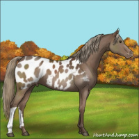 Horse Color:Liver Chestnut Mushroom Appaloosa 